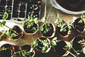 herbs in small pots